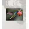 1. Nektar İçindeki Hummingbird Poster