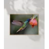 1. Nektar İçindeki Hummingbird Poster