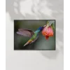 1. Nektar İçindeki Hummingbird Poster