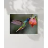 1. Nektar İçindeki Hummingbird Poster