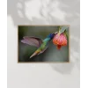 1. Nektar İçindeki Hummingbird Poster