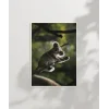 Ağaçta Tırmanan Koala Poster