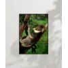 Ağaçta Uyuyan Koala Poster