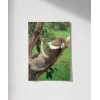 Ağaçta Uyuyan Koala Poster