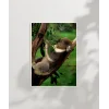Ağaçta Uyuyan Koala Poster