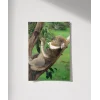 Ağaçta Uyuyan Koala Poster