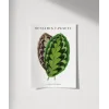 Benjamin Fawsett Calathea Veitchiana Poster