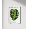 Benjamin Fawsett Calathea Veitchiana Poster