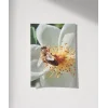 Çiçek Üzerinde Arı Poster