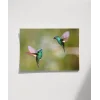 Hummingbird Savaşları Poster