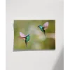 Hummingbird Savaşları Poster