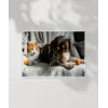 Kedi ve Köpek Dostluğu Poster