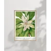 Mary Vaux Walcott Umbrella Tree Poster