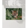 Ormandaki Puma Poster