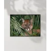Ormandaki Puma Poster