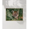 Ormandaki Puma Poster