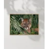 Ormandaki Puma Poster