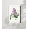 Pierre Joseph Redoure Lilac Poster