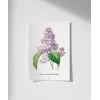 Pierre Joseph Redoure Lilac Poster