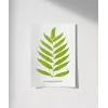 Polypodium Inaequale Poster