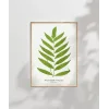 Polypodium Inaequale Poster