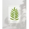 Polypodium Inaequale Poster