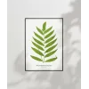 Polypodium Inaequale Poster