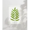Polypodium Inaequale Poster