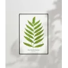 Polypodium Inaequale Poster