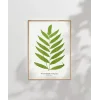 Polypodium Inaequale Poster
