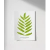 Polypodium Inaequale Poster