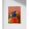Renkli Papağan Portresi Poster