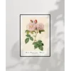 Rosa Damascane Italica Poster