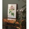 Rosa Damascane Italica Poster
