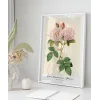Rosa Damascane Italica Poster