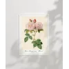 Rosa Damascane Italica Poster