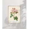 Rosa Damascane Italica Poster