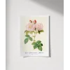 Rosa Damascane Italica Poster
