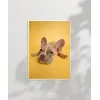 Sarı Zemin Üzerinde Sevimli Köpek Poster