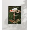 Su Kenarında Flamingo Poster