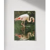 Su Kenarında Flamingo Poster