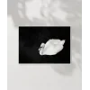 Swan Silueti Poster