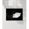 Swan Silueti Poster