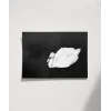 Swan Silueti Poster