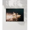 Swanlar Gölü Poster