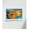 Van Gogh Ayçiçekleri 1 Poster