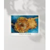 Van Gogh Ayçiçekleri 1 Poster