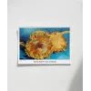 Van Gogh Ayçiçekleri 1 Poster