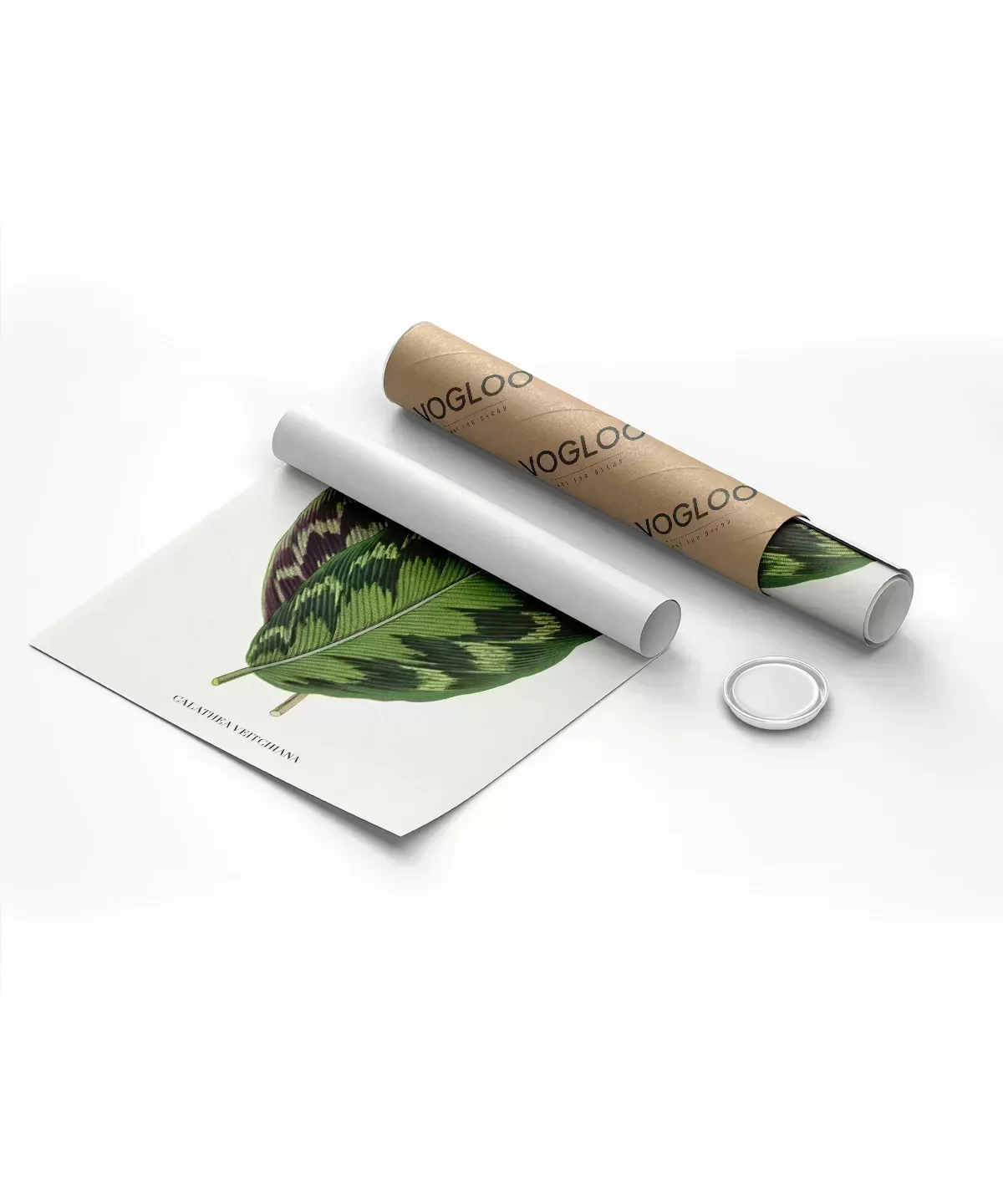 Benjamin Fawsett Calathea Veitchiana Poster