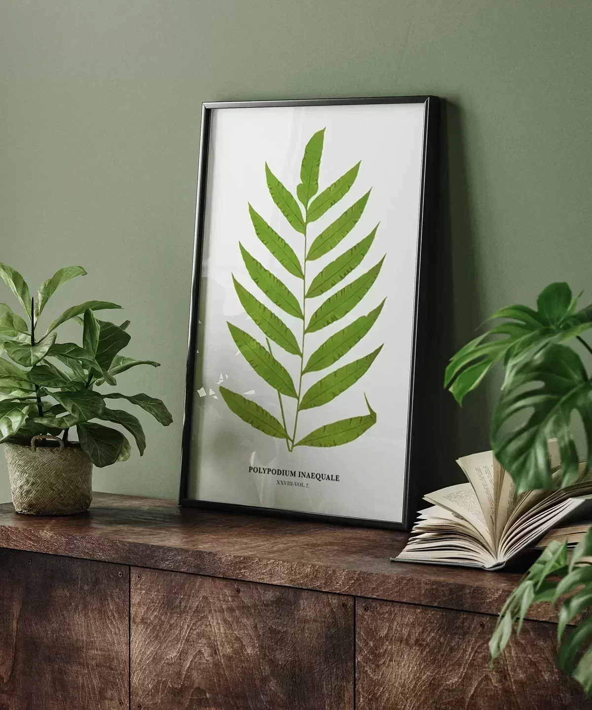 Polypodium Inaequale Poster